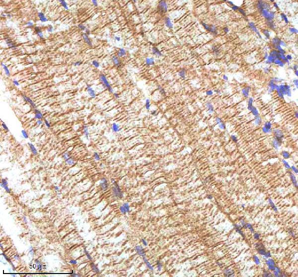 azq90vv9 igf1 primary antibodies ihc testing 5