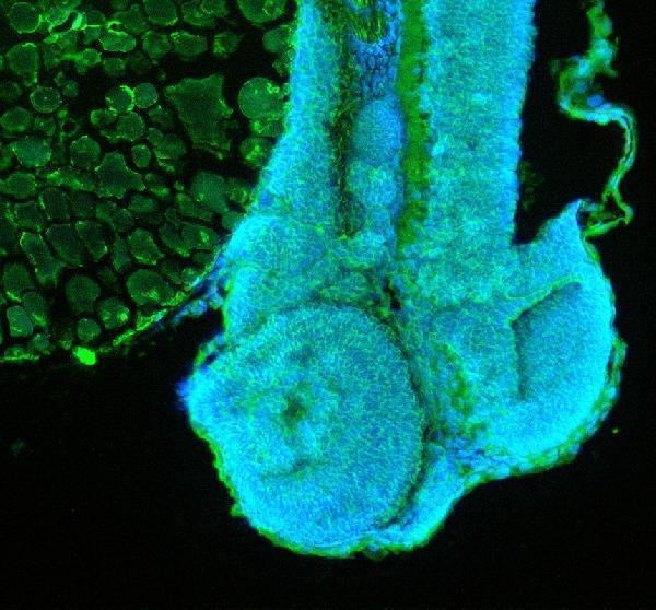 IF analysis of GNAT2 using anti-GNAT2 antibody (AZQ90WX5)