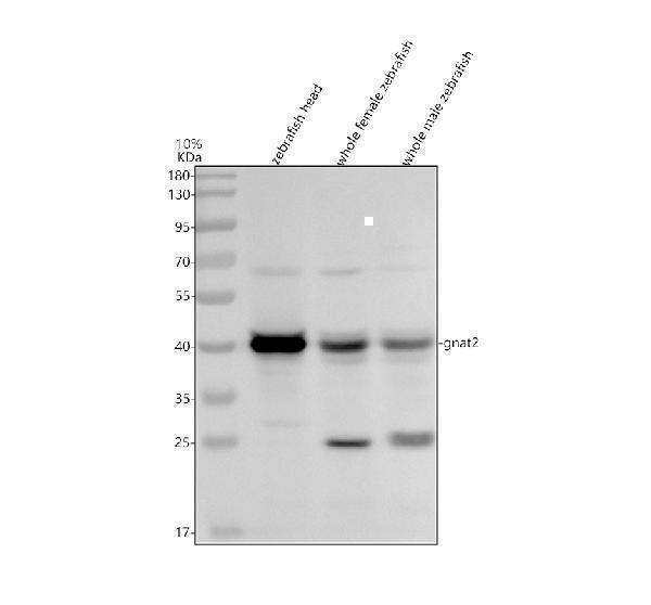 Western blot analysis of GNAT2 using anti-GNAT2 antibody (AZQ90WX5)