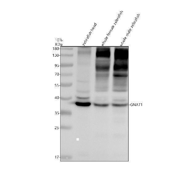 Western blot analysis of GNAT1 using anti-GNAT1 antibody (AZQ90WX6)