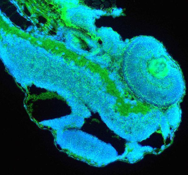 azq90x63 cdh17 primary antibodies if testing 1