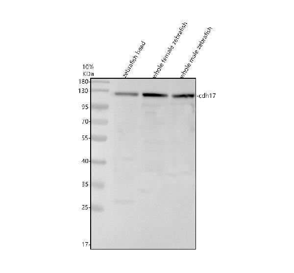 azq90x63 cdh17 primary antibodies wb testing 1