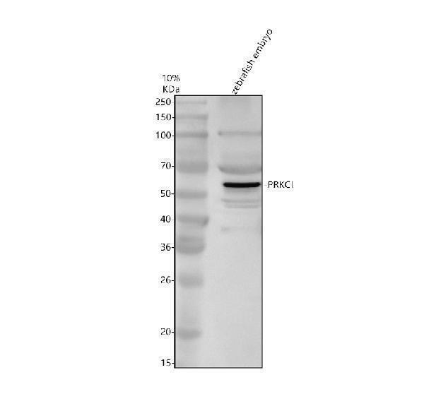 Western blot analysis of PKC Iota/PRKCI using anti-PKC Iota/PRKCI antibody (AZQ90XF2)