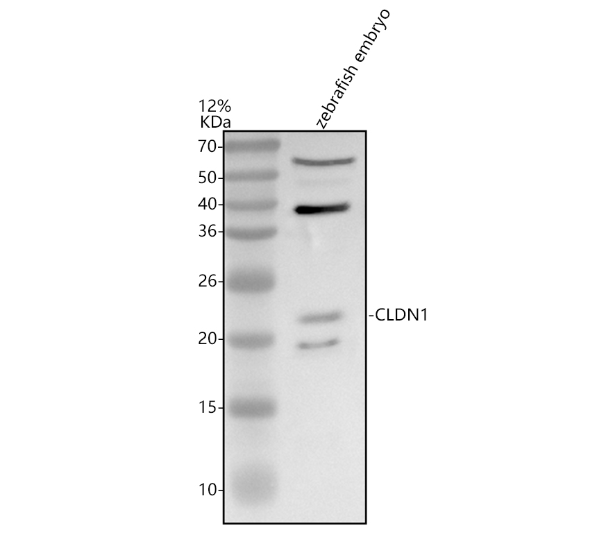 azq90xq8 cldn1 primary antibodies wb testing 1