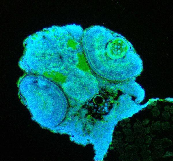 azq90y54 jag1b primary antibodies if testing 1