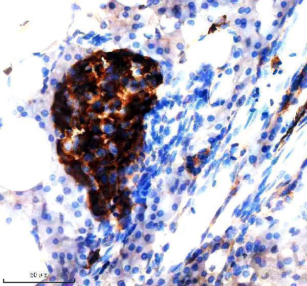 azq90y54 jag1b primary antibodies ihc testing 1