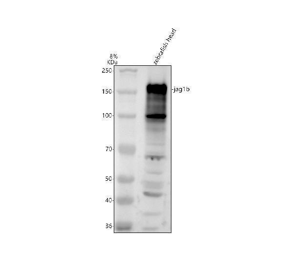 azq90y54 jag1b primary antibodies wb testing 1