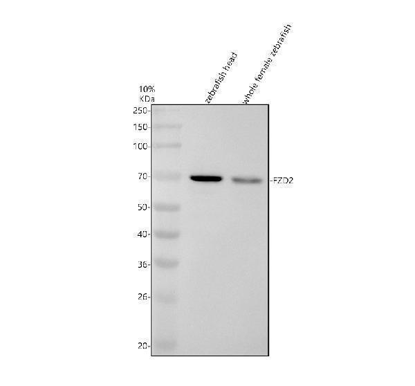 Western blot analysis of FZD2 using anti-FZD2 antibody (AZQ90YL7)