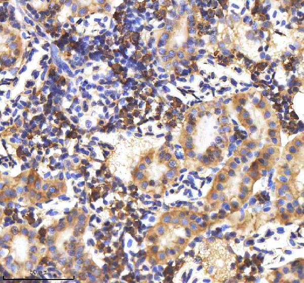  IHC analysis of Lysozyme/LYZ using anti-Lysozyme/LYZ antibody (AZQ90YS5)