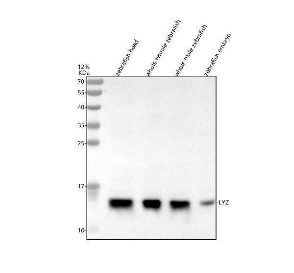  Western blot analysis of Lysozyme/LYZ using anti-Lysozyme/LYZ antibody (AZQ90YS5)
