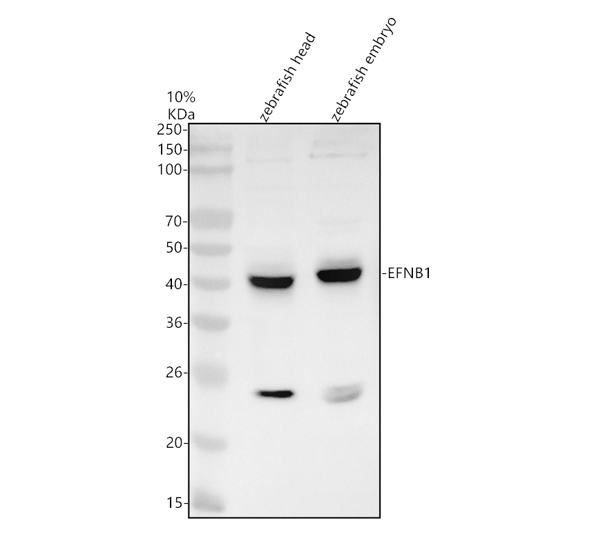 azq90z33 efnb1 primary antibodies wb testing 1