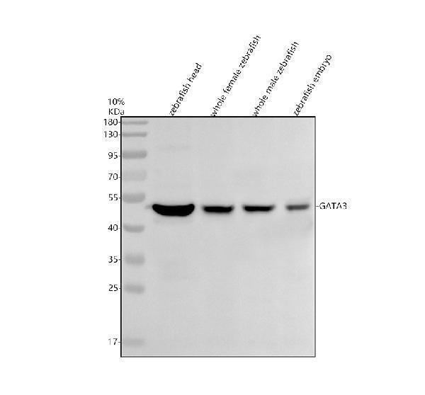 Western blot analysis of GATA3 using anti-GATA3 antibody (AZQ91428)