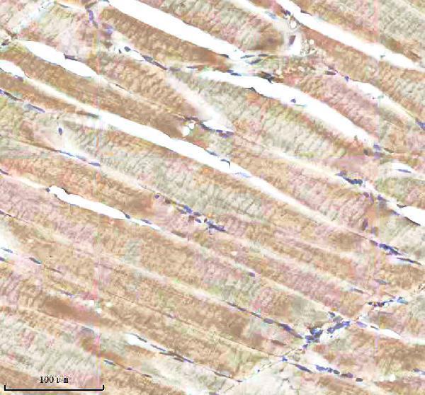 azq92008 shha primary antibodies ihc testing 4
