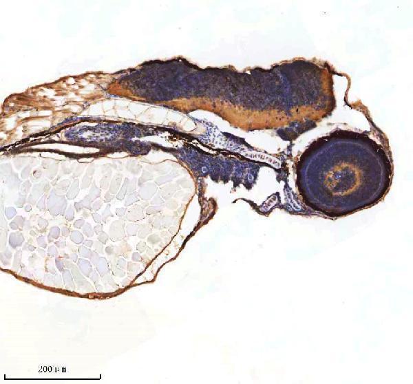 azq92008 shha primary antibodies ihc testing 6