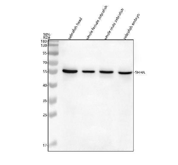 azq92008 shha primary antibodies wb testing 1