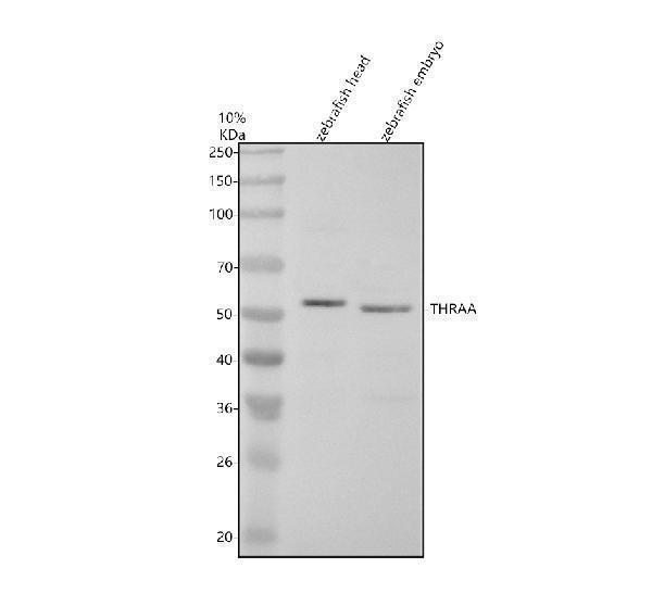 azq98867 thraa primary antibodies wb testing 1