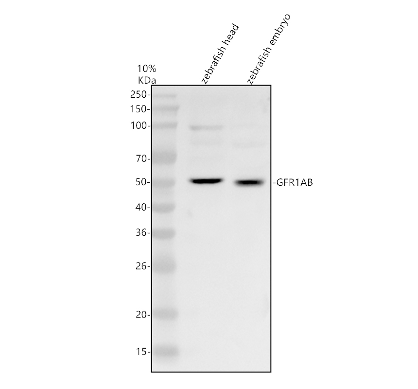 azq98tt8 gfra1b primary antibodies wb testing 1