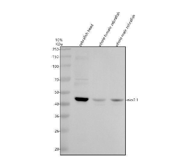 azq98tx4 nkx2 1 primary antibodies wb testing 1