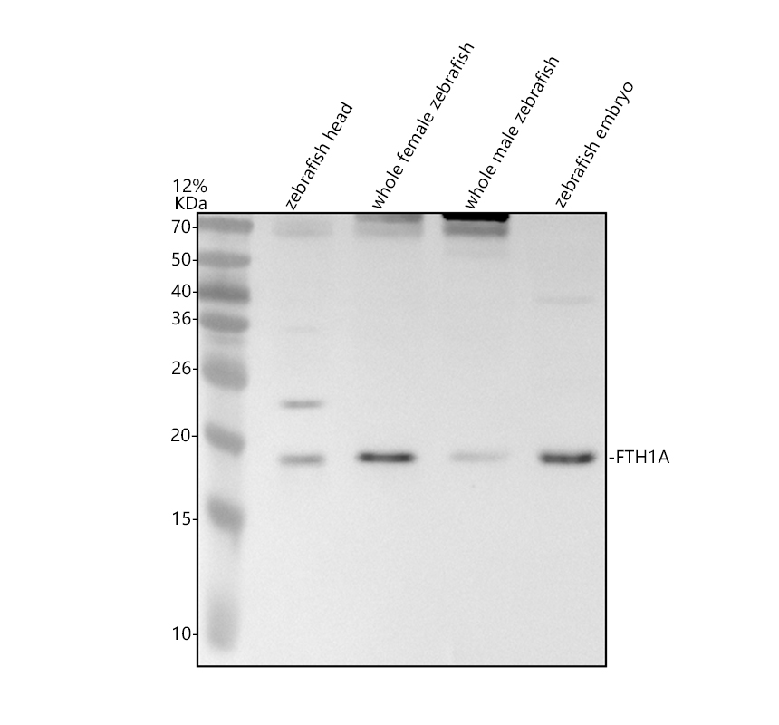 azq9ddt0 fth1a primary antibodies wb testing 1