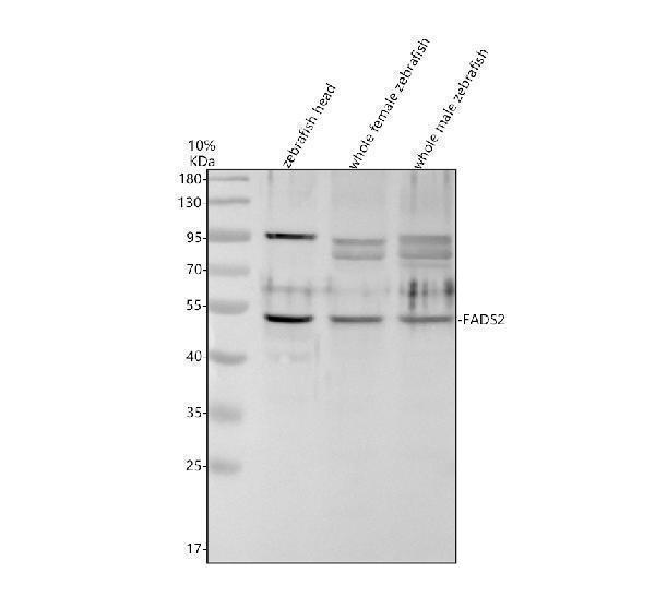 Western blot analysis of FADS2 using anti-FADS2 antibody (AZQ9DEX7)