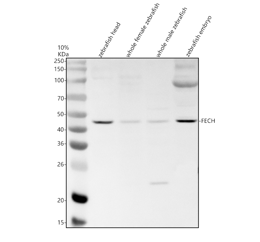 Western blot analysis of FECH using anti-FECH antibody (AZQ9DFU9)