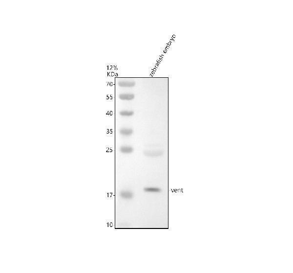 azq9dgm9 vent primary antibodies wb testing 1