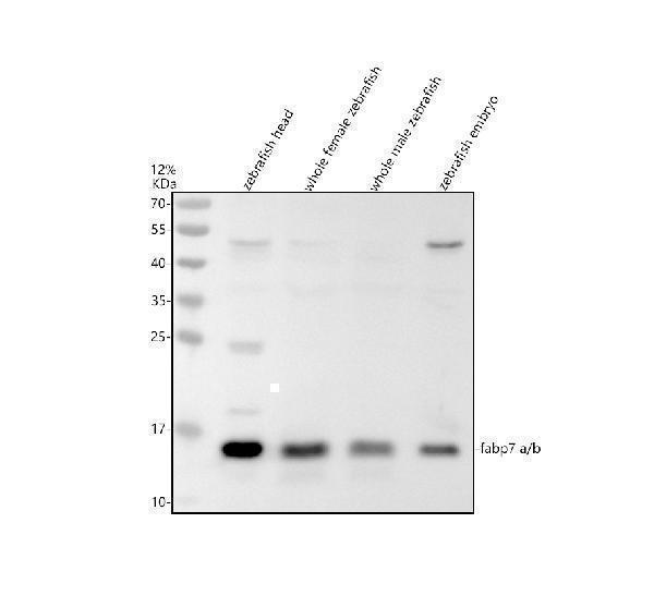 azq9i8n9 fabp7a b primary antibodies wb testing 1