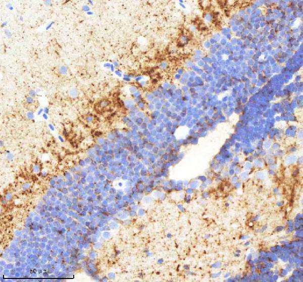 IHC analysis of NPY using anti-NPY antibody (AZQ9I8P3)