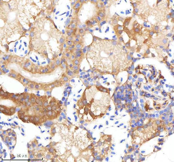 IHC analysis of NPY using anti-NPY antibody (AZQ9I8P3)