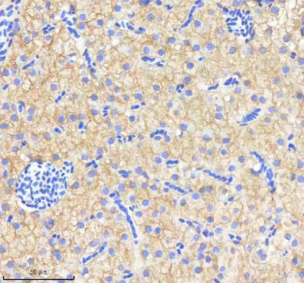 IHC analysis of NPY using anti-NPY antibody (AZQ9I8P3)