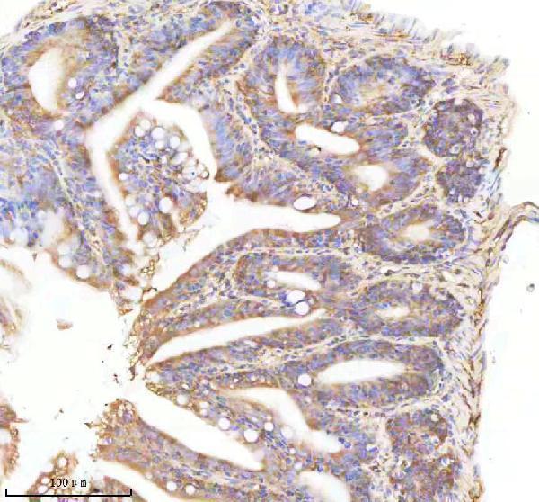 azq9i8p3 npy primary antibodies ihc testing 4
