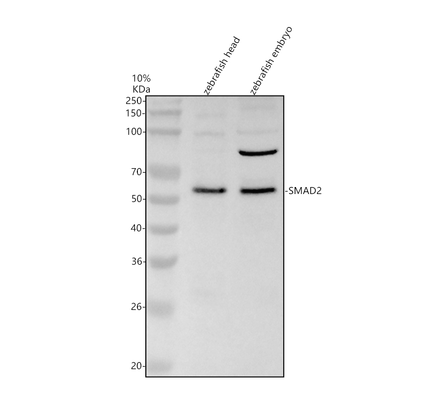 azq9i9p9 smad2 primary antibodies wb testing 1