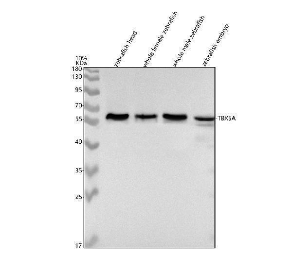 azq9iak8 tbx5a primary antibodies wb testing 1