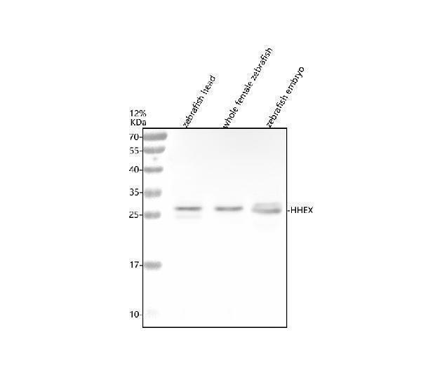 azq9iav3 hhex primary antibodies wb testing 1