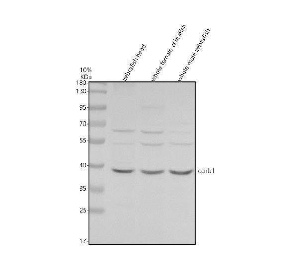 Western blot analysis of Cyclin B1/CCNB1 using anti-Cyclin B1/CCNB1 antibody (AZQ9IB44)
