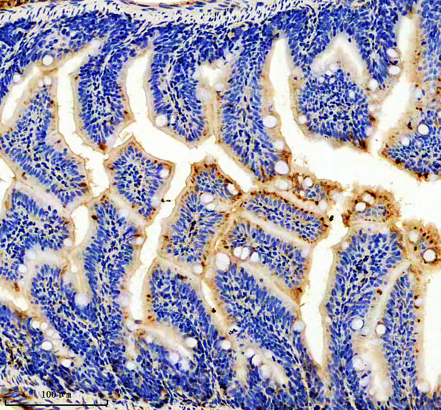 azq9pt95 rbp4 primary antibodies ihc testing 1