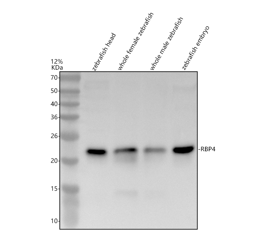 azq9pt95 rbp4 primary antibodies wb testing 1