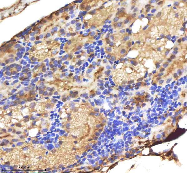  IHC analysis of LMO2 using anti-LMO2 antibody (AZQ9PTJ3)