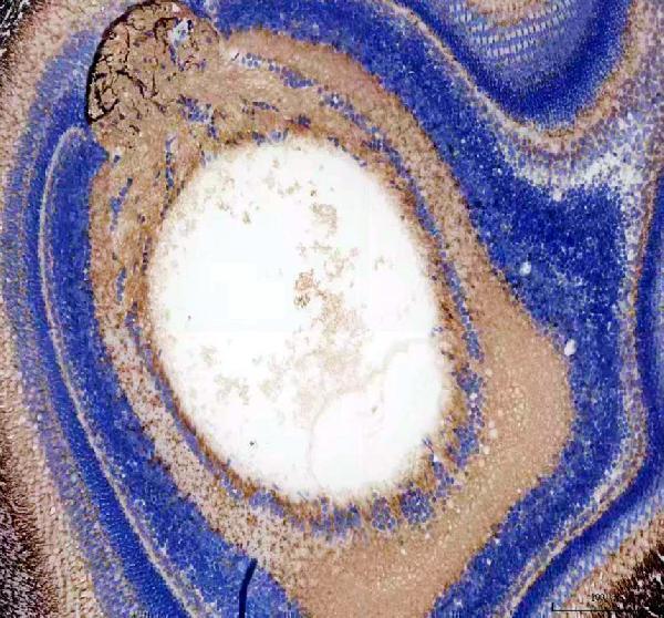 azq9pud0 igf2a primary antibodies ihc testing 1