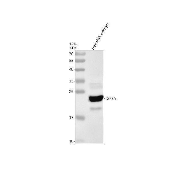 azq9pud0 igf2a primary antibodies wb testing 1