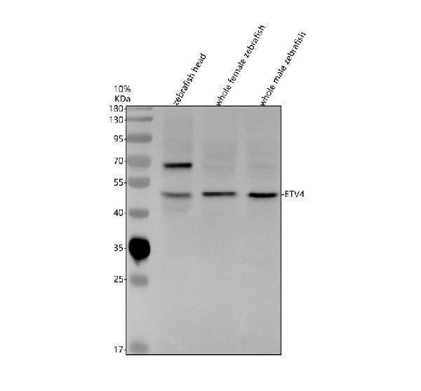 azq9puq1 etv4 primary antibodies wb testing 1