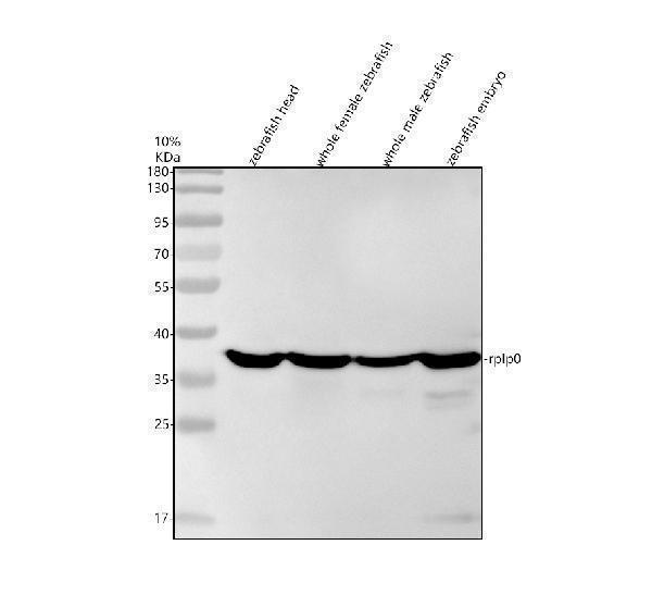 Western blot analysis of RPLP0 using anti-RPLP0 antibody (AZQ9PV90)