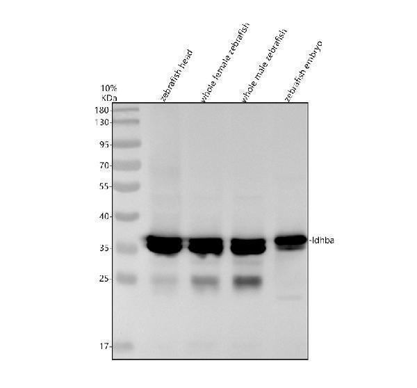 azq9pvk4 ldhba primary antibodies wb testing 1
