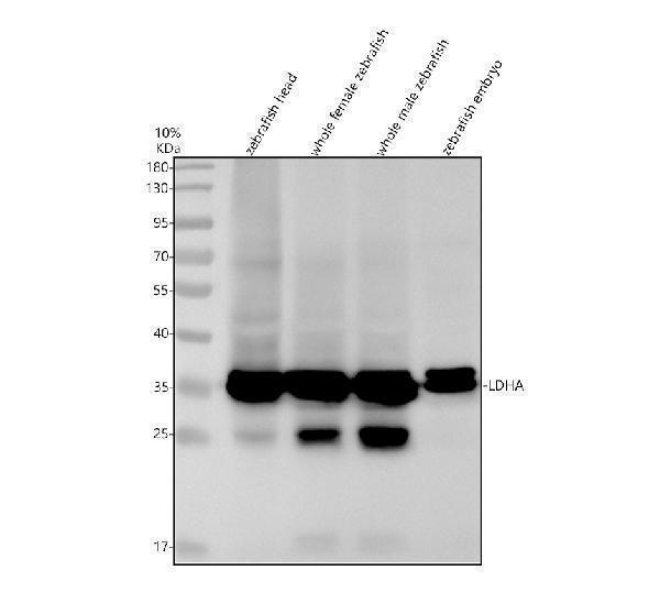 Western blot analysis of LDHA using anti-LDHA antibody (AZQ9PVK5)