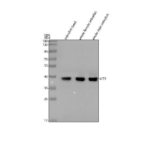 azq9pw55 lft1 primary antibodies wb testing 1