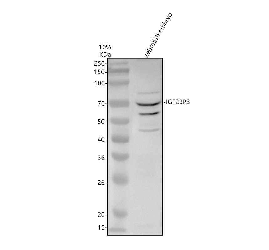 azq9pw80 igf2bp3 primary antibodies wb testing 1