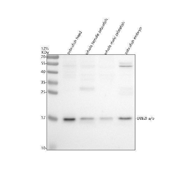 azq9w6h5 ube2ia b primary antibodies wb testing 1