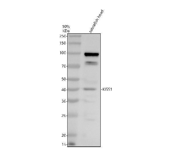 azq9w6i7 lft2 primary antibodies wb testing 1