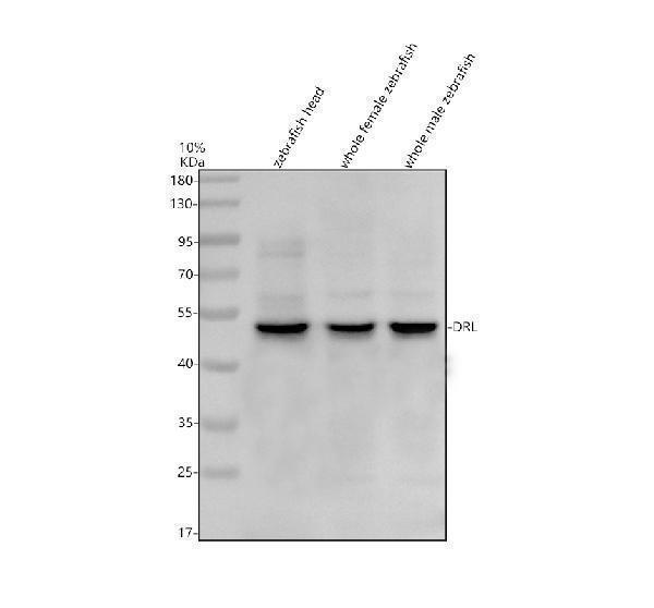 azq9w747 drl primary antibodies wb testing 1