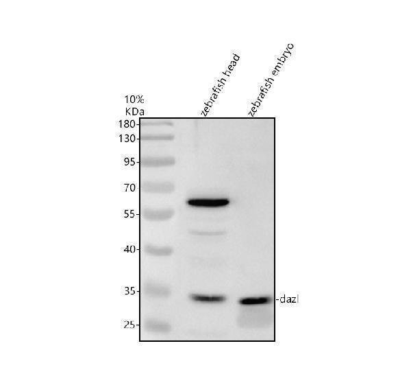 Western blot analysis of DAZL using anti-DAZL antibody (AZQ9YGW7)